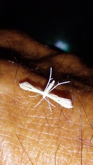 Pterophorinae