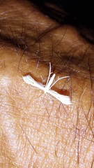Pterophorinae