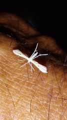 Pterophorinae