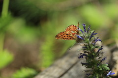 Boloria euphrosyne