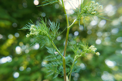 Chaerophyllum