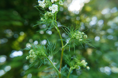 Chaerophyllum