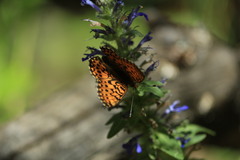 Boloria euphrosyne