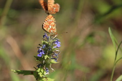 Boloria euphrosyne