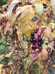 Phytolacca americana