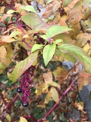 Phytolacca americana