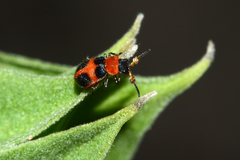 Collops quadrimaculatus