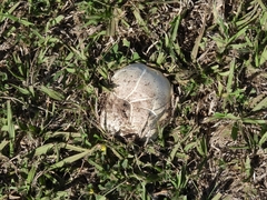 Calvatia booniana