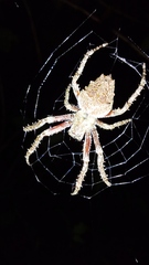 Parawixia