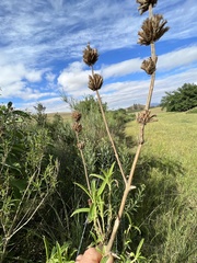 Leonotis leonurus
