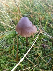 Entoloma sericeum