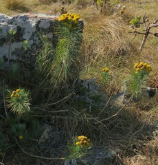 Athanasiinae