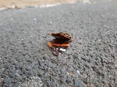 Vanessa atalanta