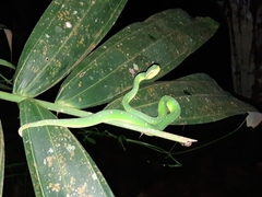 Tropidolaemus wagleri