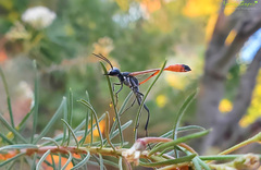 Ammophila azteca