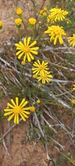 Senecio cardaminifolius