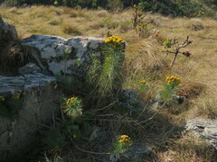 Athanasiinae