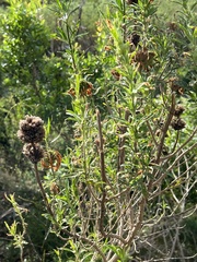 Leonotis leonurus