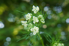 Chaerophyllum