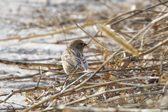 Carpodacus roseus