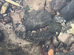 Mauligobius maderensis