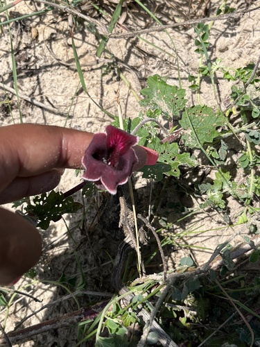 Dicerocaryum forbesii image