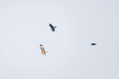 Buteo hemilasius