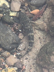 Mauligobius maderensis