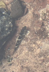 Mauligobius maderensis