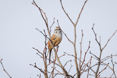 Emberiza godlewskii
