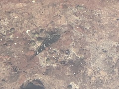 Mauligobius maderensis