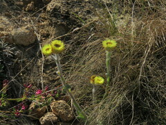 Helichrysum aureum