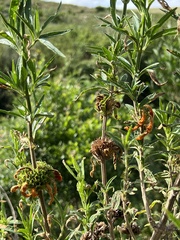 Leonotis leonurus