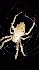 Parawixia
