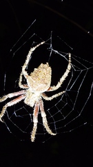 Parawixia