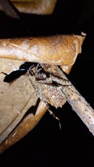 Parawixia