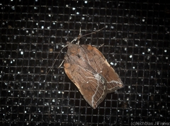 Arachnographa micrastrella