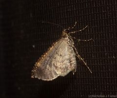 Crasilogia gressitti