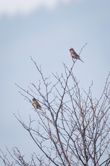 Carpodacus davidianus