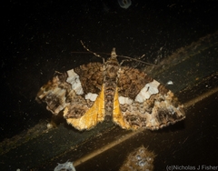 Chrysolarentia phaedra