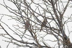 Carpodacus davidianus