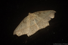 Picrophylla hyleora