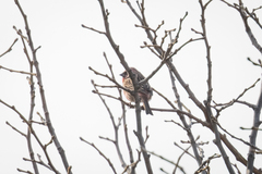Carpodacus davidianus