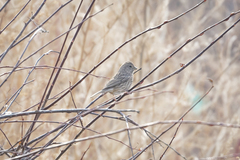 Carpodacus davidianus