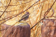 Carpodacus davidianus