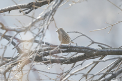 Carpodacus davidianus