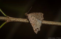 Lithilaria proestans