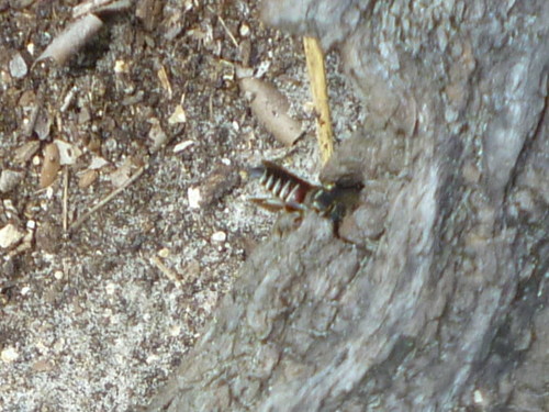 Coelioxys slossoni photo 3