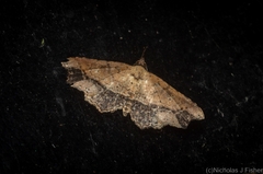 Philogethes metableta