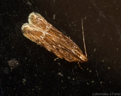 Ardozyga chalazodes
